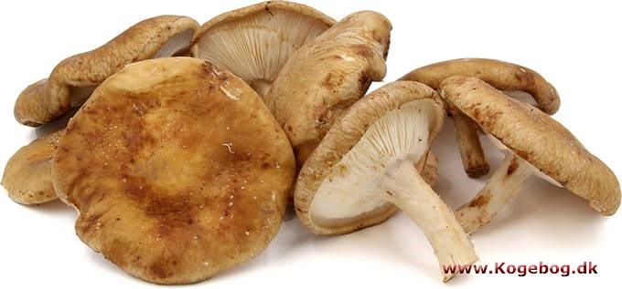 Shiitake - info