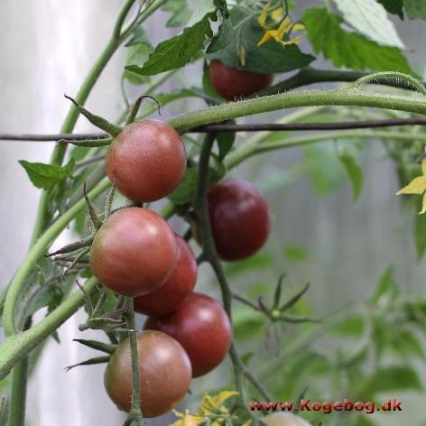 Tomat-sorter - info