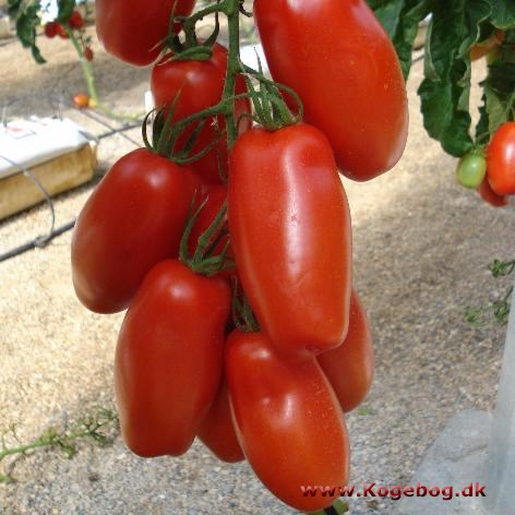 Tomat-sorter - info