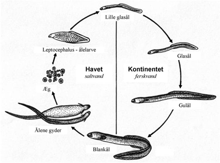 Ål - info