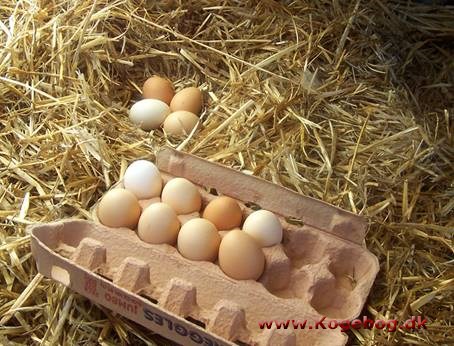 Æg - hønseæg - info