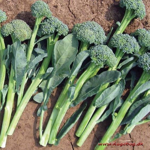Broccolini - info