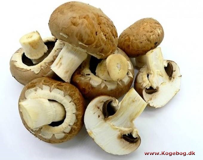 Brune champignon - info