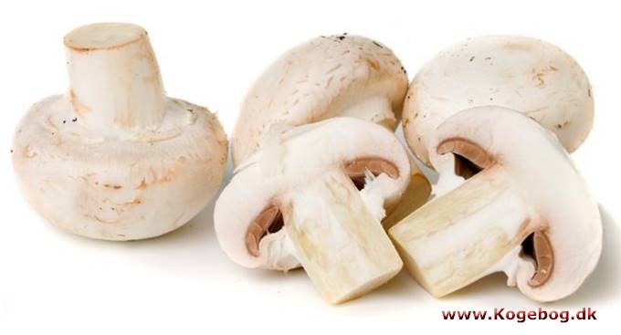 Champignon, hvid - info