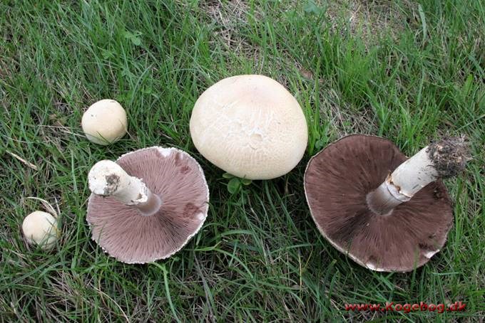 Champignon, mark - info