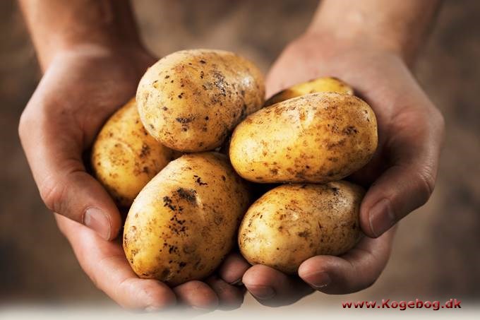 Kartoffel - info