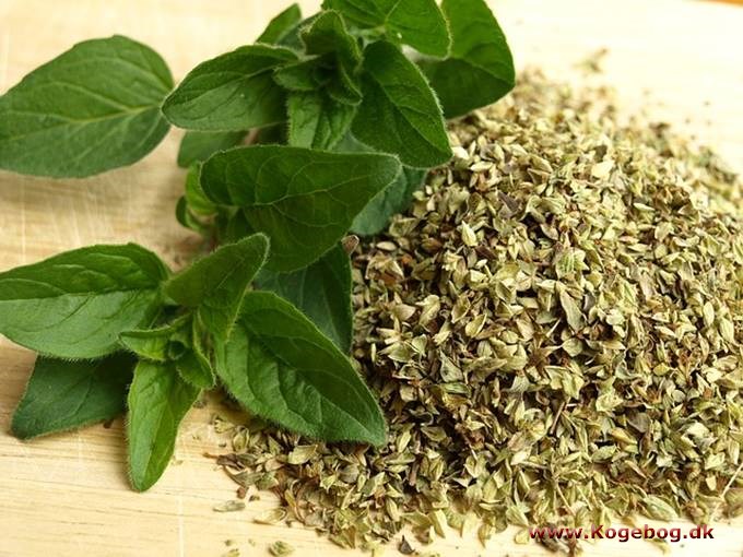 Oregano - info