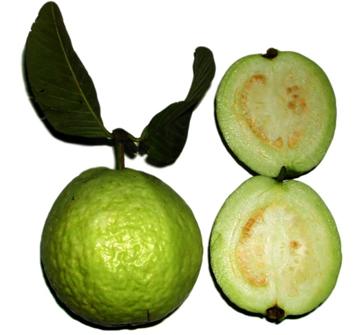 Guava