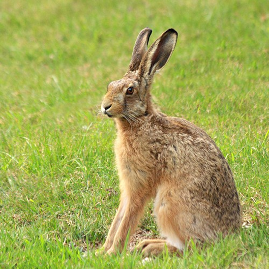 Hare