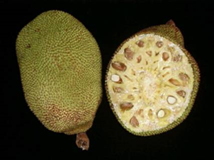Jackfruit - Artocarpus heterophylla