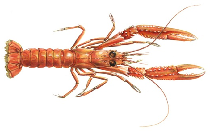 Jomfruhummer - Nephrops norvegicus