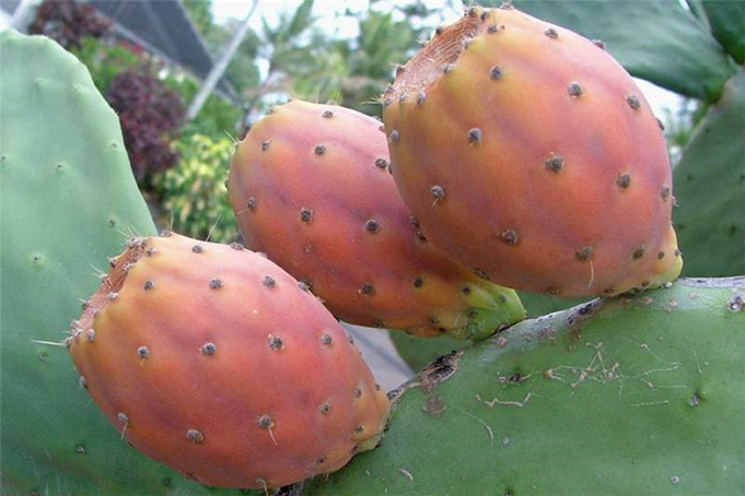 Kaktusfigen - Opuntia ficus indica