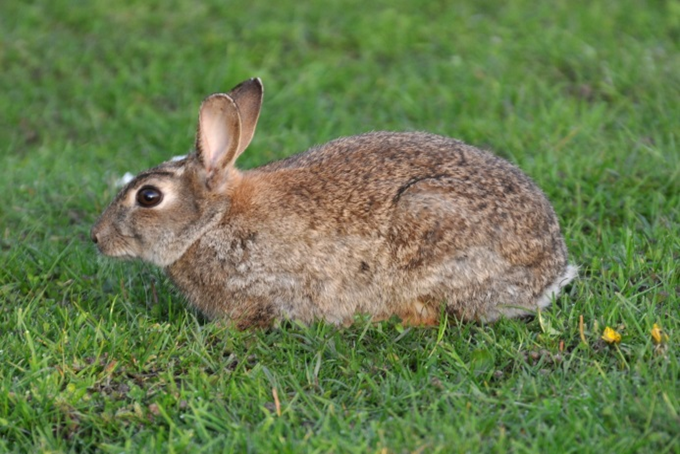 Kanin - Oryctolagus cuniculus