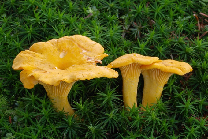 Kantarel - Cantharellus cibarius