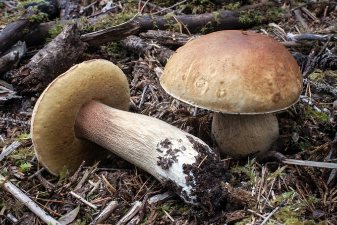 Karljohansvamp - Boletus edulis