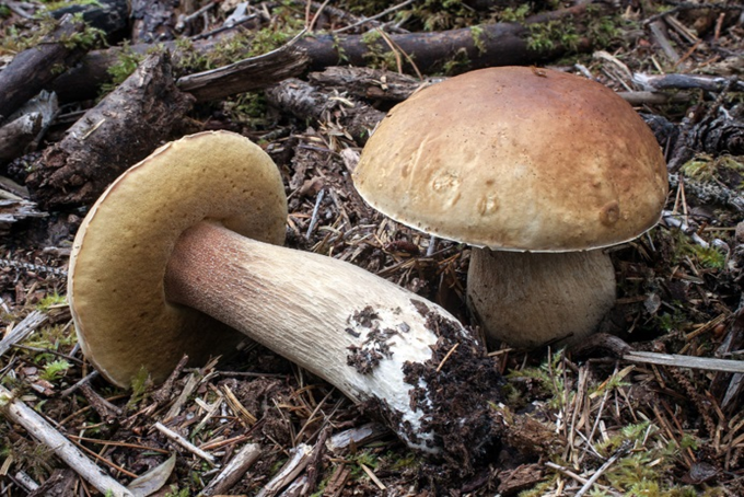 Karljohansvamp Boletus Edulis Let Og Godt P Kogebog dk 