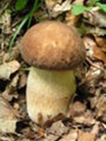 Karljohansvamp - Boletus edulis