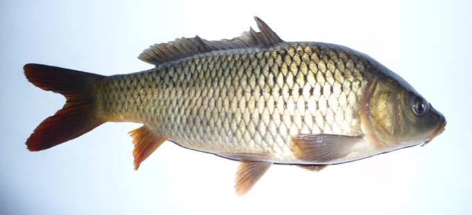 Karpe - Cyprinus carpio