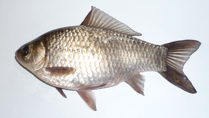 Karusse - Carassius carassius