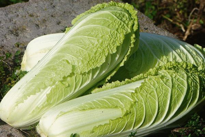 Kinakål - Brassica sinensis