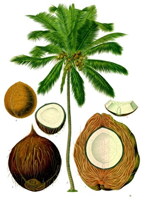 Kokos - Cocus nucifera