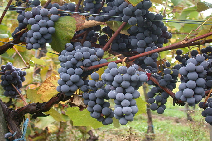 Korender - Vitis vinifera