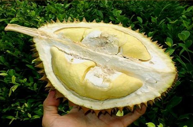 Durian - stinkfrugt