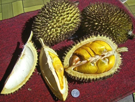 Durian - stinkfrugt