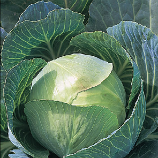 Kål - Brassica oleracea