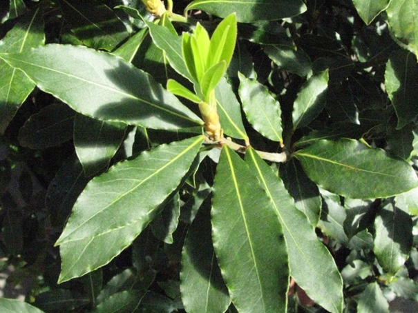 Laurbærblad - Laurus nobilis