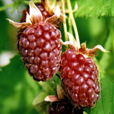 Loganbær - Rubus loganobaccus