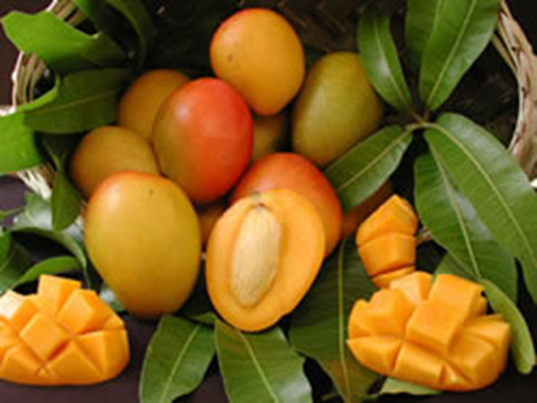 Mango