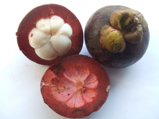 Mangostan