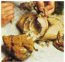 Krabber naturel med sennepssauce
