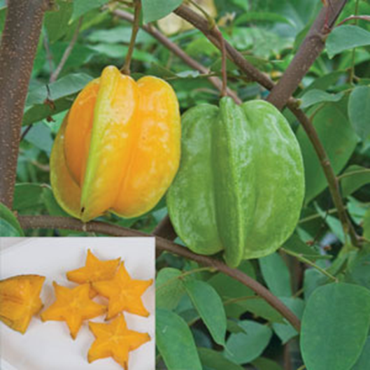 Carambole stjernefrugt Averrhoa carambola