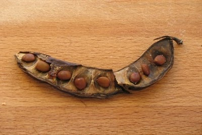 Carob karobe Ceratonia siliqua