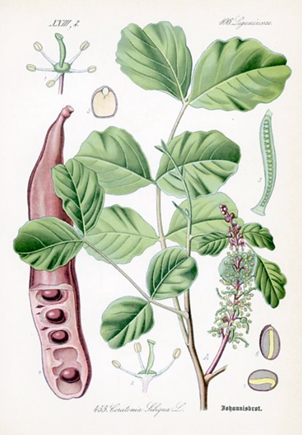 Carob karobe Ceratonia siliqua