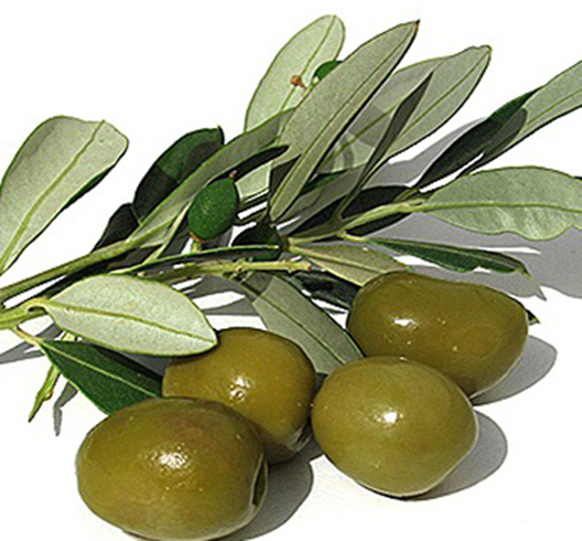 Oliven - Olea europaea