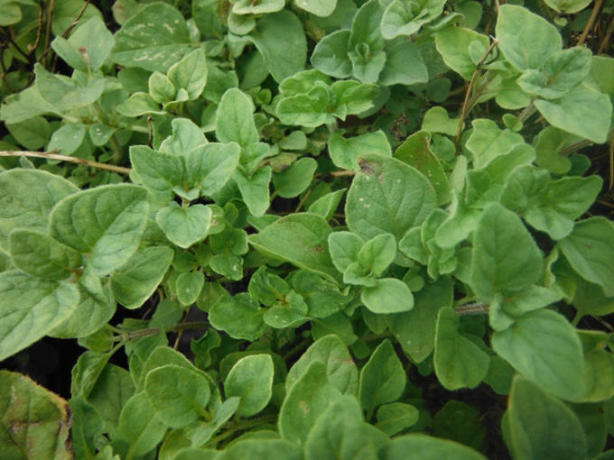 Oregano - Origanum vulgare