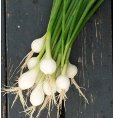 Pibeløg - Allium fistulosum