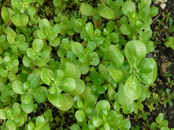 Portulak - Portulaca oleracea sativa