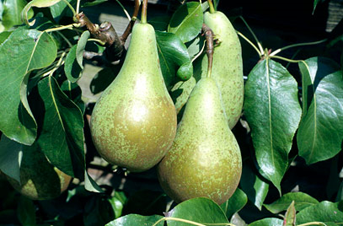 Pære - Pyrus communis