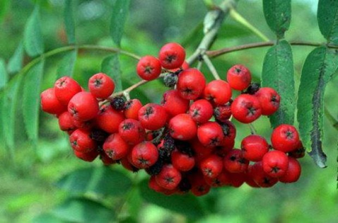 Rønnebær - Sorbus aucuparia | let og godt på Kogebog.dk 💘