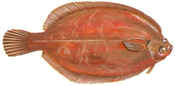Rødtunge - Microstomus kitt