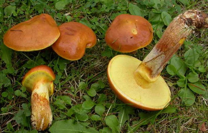 Rørhat – Boletus