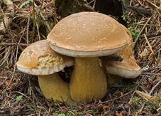 Rørhat – Boletus