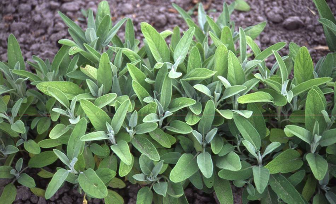 Salvie - Salvia officinalis