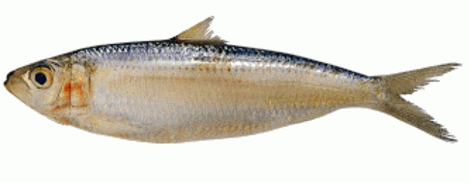 Sardin - Pilehardus sardina