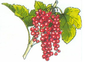 Syltning med bær og frugt fra haven