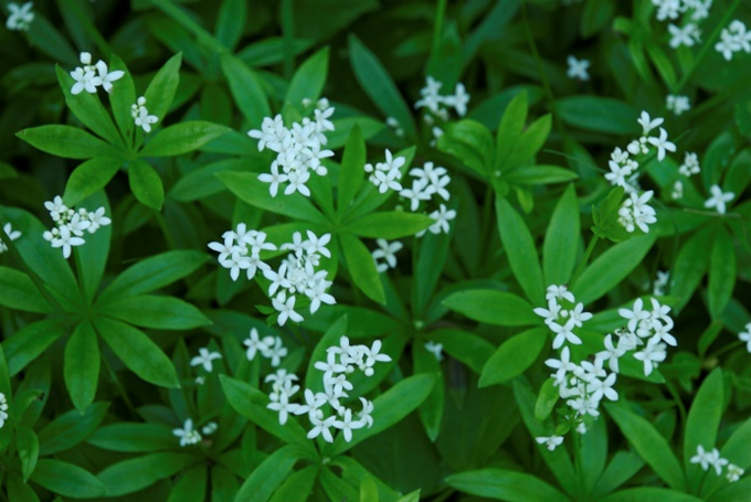 Skovmærke - bukkar, Asperula odorata